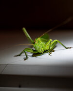 P1505583.jpg P1505583.jpg