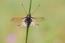 20250529-20250529-IMG_7253 ZS32 1-400 f4 200 100-bg.jpg 20250529-20250529-IMG_7253 ZS32 1-400 f4 200 100-bg.jpg