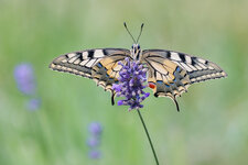 20250711-20250711-IMG_5156 ZS26 1-5 f8 200 180-bg.jpg