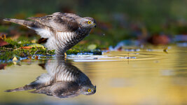 DSC_8206-NEF-20251029-DxO_DeepPRIME XD2.jpeg