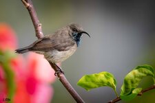 Seychelles Sunbird .jpg