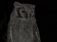 eule-2.jpg eule-2.jpg