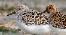 Schottland 2025_ (1007).jpg Schottland 2025_ (1007).jpg