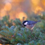 AICH5488_jie_jiwDD.jpg AICH5488_jie_jiwDD.jpg