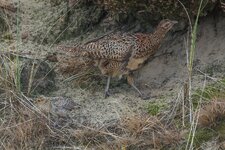 comp_Fasan-8050.jpg comp_Fasan-8050.jpg