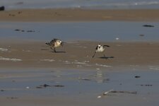 comp_Sanderling-8303.jpg comp_Sanderling-8303.jpg