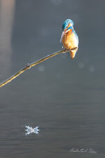 850_3737.jpg 850_3737.jpg