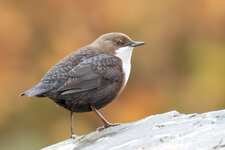 PB072699.jpg PB072699.jpg