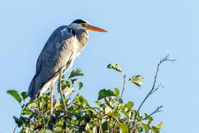 IMG-2025-11-06-0129-DXO.jpg IMG-2025-11-06-0129-DXO.jpg