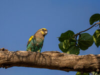 parrott.jpg parrott.jpg