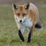 Rotfuchs 9144 3 (1 von 1).jpg