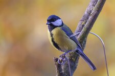 comp_Kohlmeise-9664.jpg comp_Kohlmeise-9664.jpg