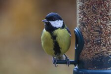 comp_Kohlmeise-9687.jpg comp_Kohlmeise-9687.jpg