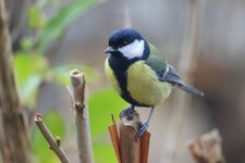 comp_Kohlmeise-9694.jpg comp_Kohlmeise-9694.jpg