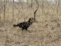 IMG_5152.jpeg IMG_5152.jpeg