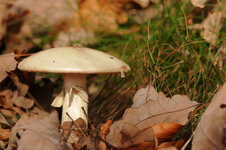 31-10-Kl-JPG-5902.jpg 31-10-Kl-JPG-5902.jpg