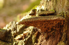 31-10-Kl-JPG-5911.jpg 31-10-Kl-JPG-5911.jpg