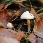 31-10-Kl-JPG-6006.jpg 31-10-Kl-JPG-6006.jpg