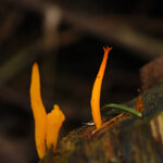 31-10-Kl-JPG-5932.jpg 31-10-Kl-JPG-5932.jpg