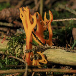 31-10-Kl-JPG-5998.jpg 31-10-Kl-JPG-5998.jpg