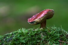 comp_IMG_6550.jpg comp_IMG_6550.jpg