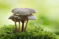 Pilz_9.jpg