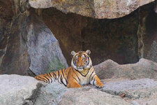 Tiger 801x534.jpg
