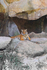 Tiger 801x1200.jpg