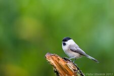comp_EOS 5D Mark III-2838 - LR4.jpg