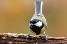comp_IMG_6359-2.jpg