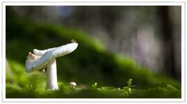 comp2_IMG_1830.jpg