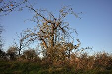 DSC_1008_1.jpg