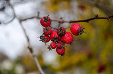 Vogelbeeren.jpg