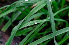 Gras.jpg