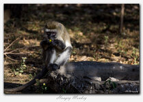 #1 Hungry Monkey.jpg