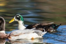 comp_EOS 5D Mark III-8349 - LR4.jpg