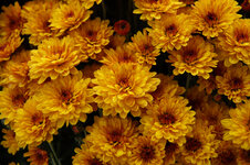 Herbststimmung Blume-02103.jpg