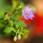 DSC_6317-1 k.JPG