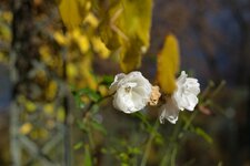 DSC_8636_DxO.jpg
