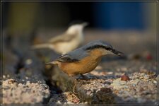 IMG_7876_1.jpg