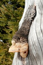 comp__Nasenpilz_IMG_9550.jpg