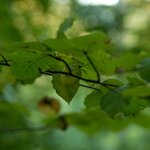 DSC_4564_crop.jpg