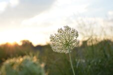 chicago_flower_2.jpg