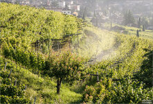 2013Traminwein.jpg