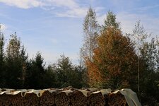 IMG_5701_S.jpg