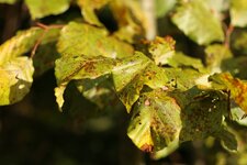 IMG_5707_S.jpg