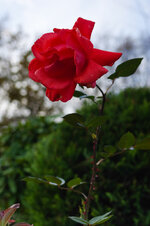 IMGP0007_RoteRose_F4_31mm.jpg
