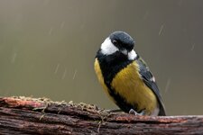 comp_IMG_7418.jpg
