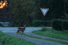 IMG_2413NS37551200PH2DFOL.jpg