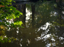 DSC_7453 Forum.jpg
